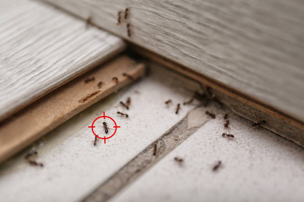 Best Wildlife Control Services  in Chevy Chase Village, MD