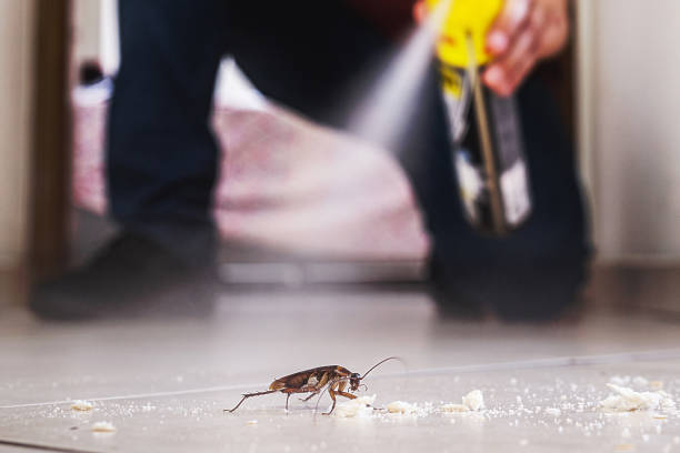 Wasp Removal Services in Chevy Chase Village, MD