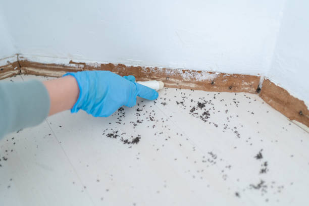 Best Commercial Pest Control Services  in Chevy Chase Village, MD
